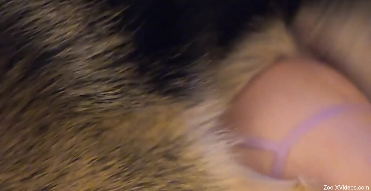 Spicy female allows dog to push cock into her wet cunt