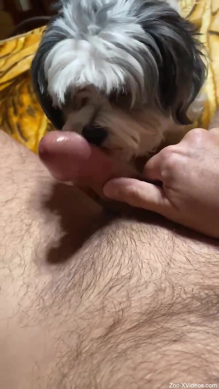 Dude lets the animal lick all over that dick too