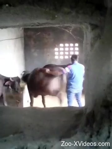 Farmer impaled his sexy cow in doggy style pose as he love