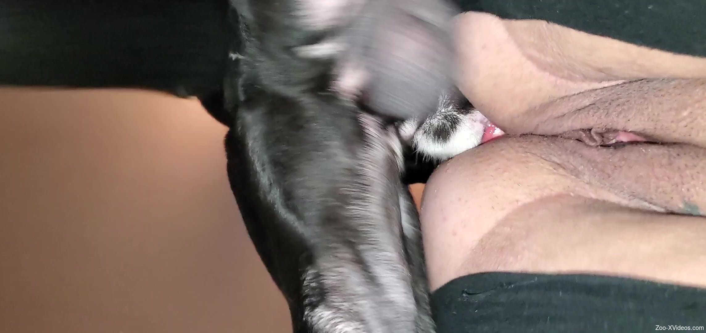 Fat zoophile getting pleasured orally prior to sex