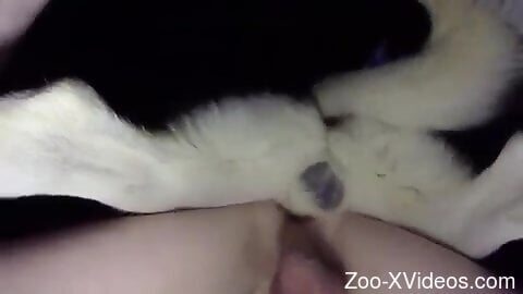 Dog ass fucks man and causes him the best orgasm