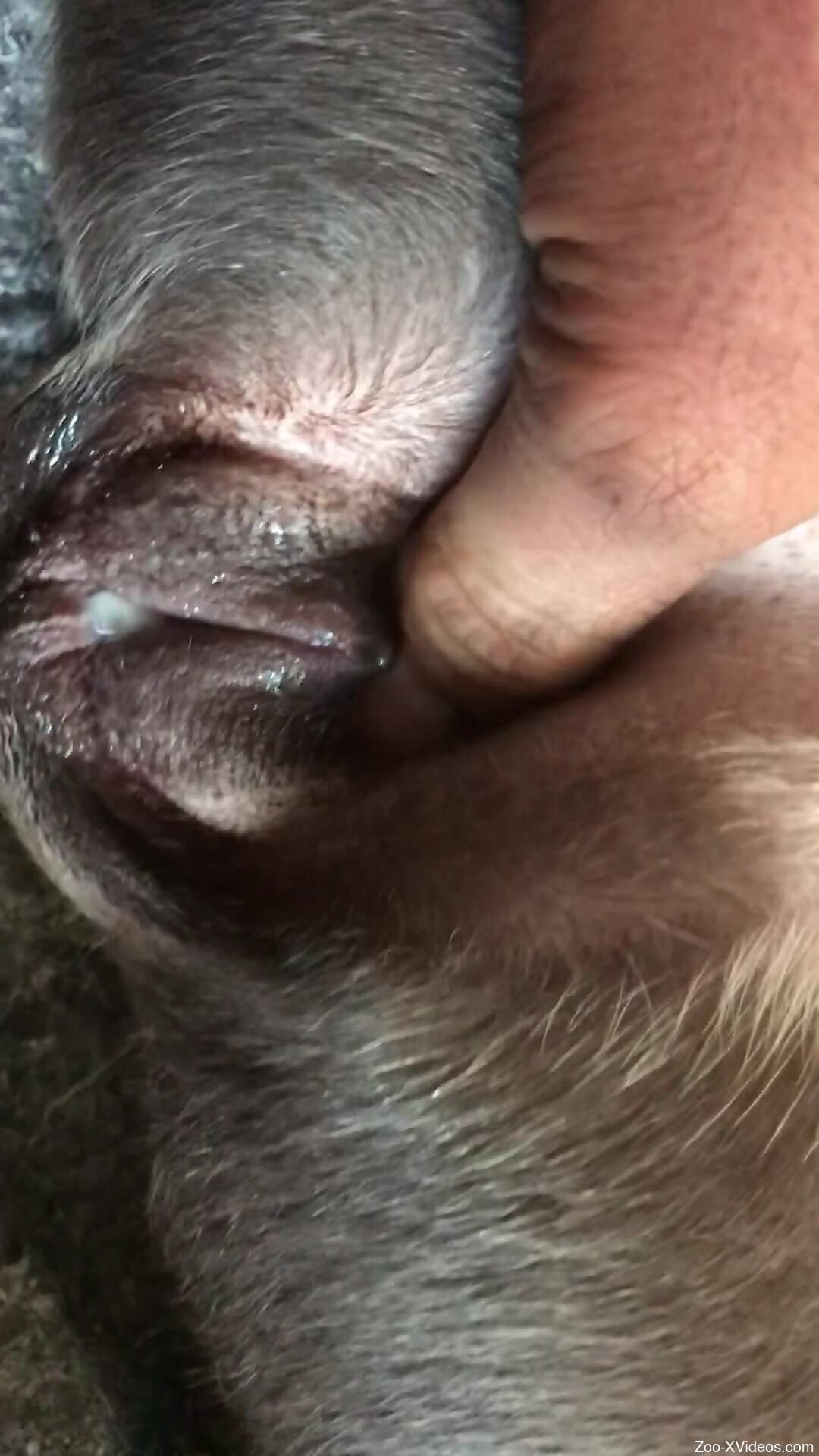 Dude is going to pound the beast with creampies