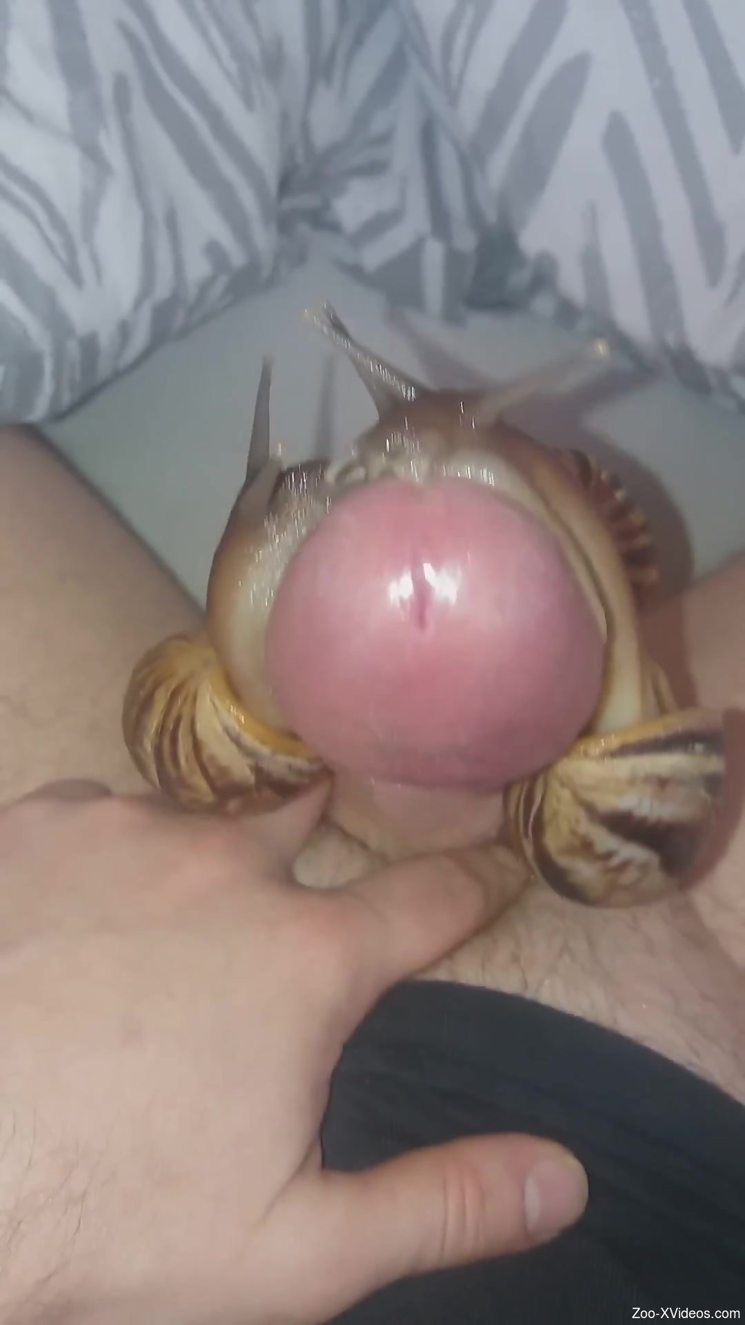 Uncut cock getting covered in fresh snail juice