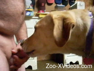 Fat zoophile dude gets a nice blowjob from his dog
