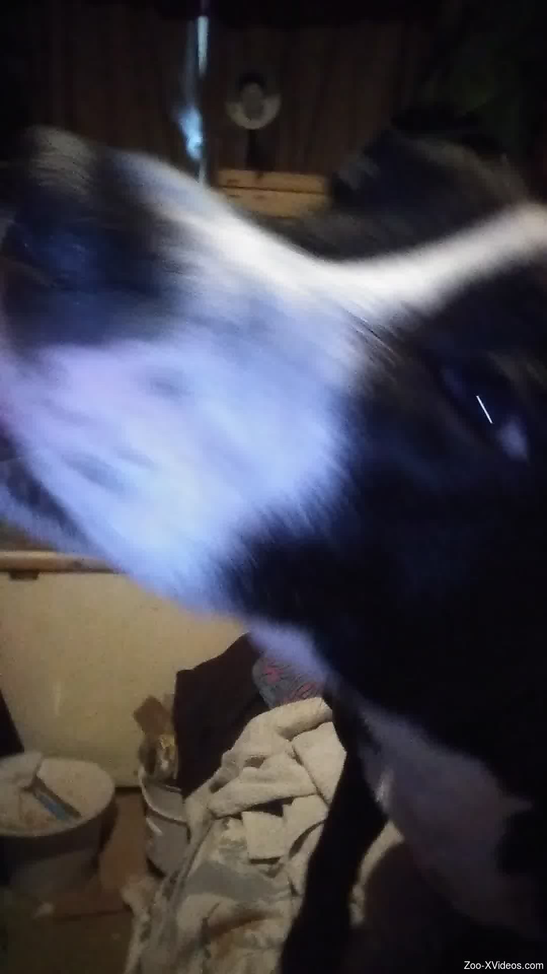 Furry dog makes horny man come hard in sloppy oral play