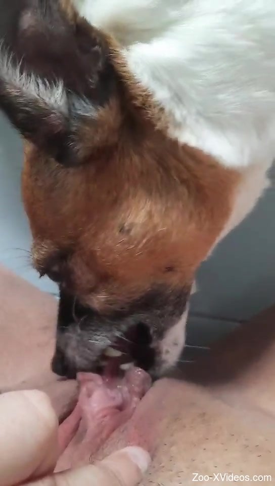 Dog licks horny female until she comes in solo action