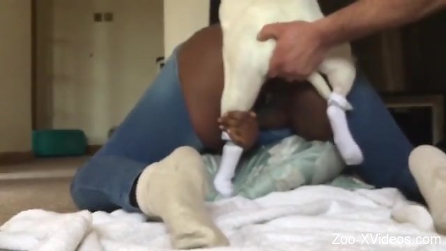 Black pussy getting plowed by a white dog's hard cock