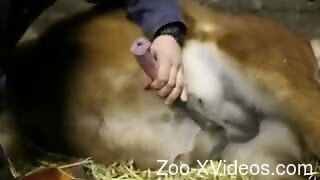 Clothed woman jerks farm animal cock in ruthless kinks