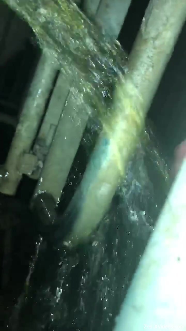 Sexy nude zoophilia perversions for a really horny man