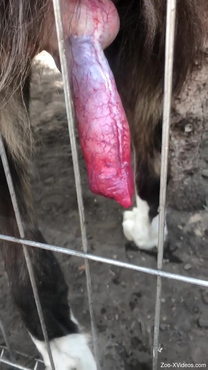 Hot animal cock is being displayed up close for you