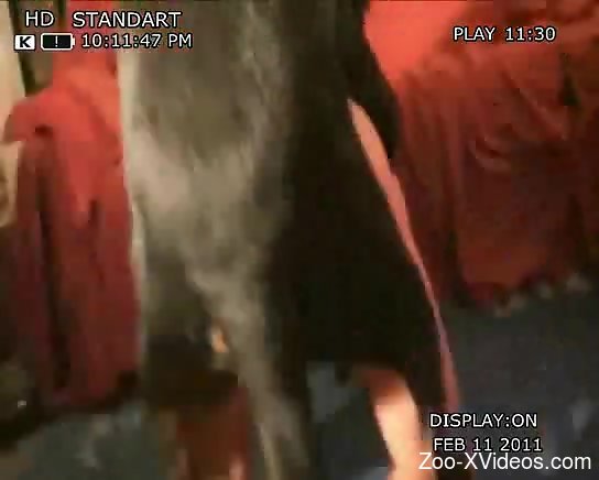 Brunette with large titties enjoying hardcore zoo sex