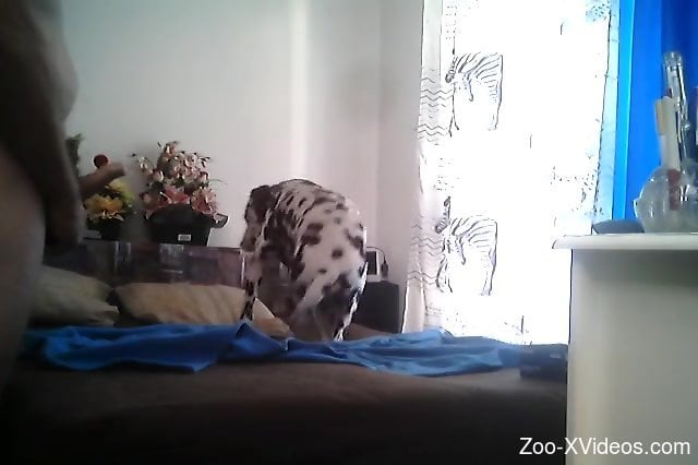 Dalmatian is here to suit the woman's needs for zoo sex
