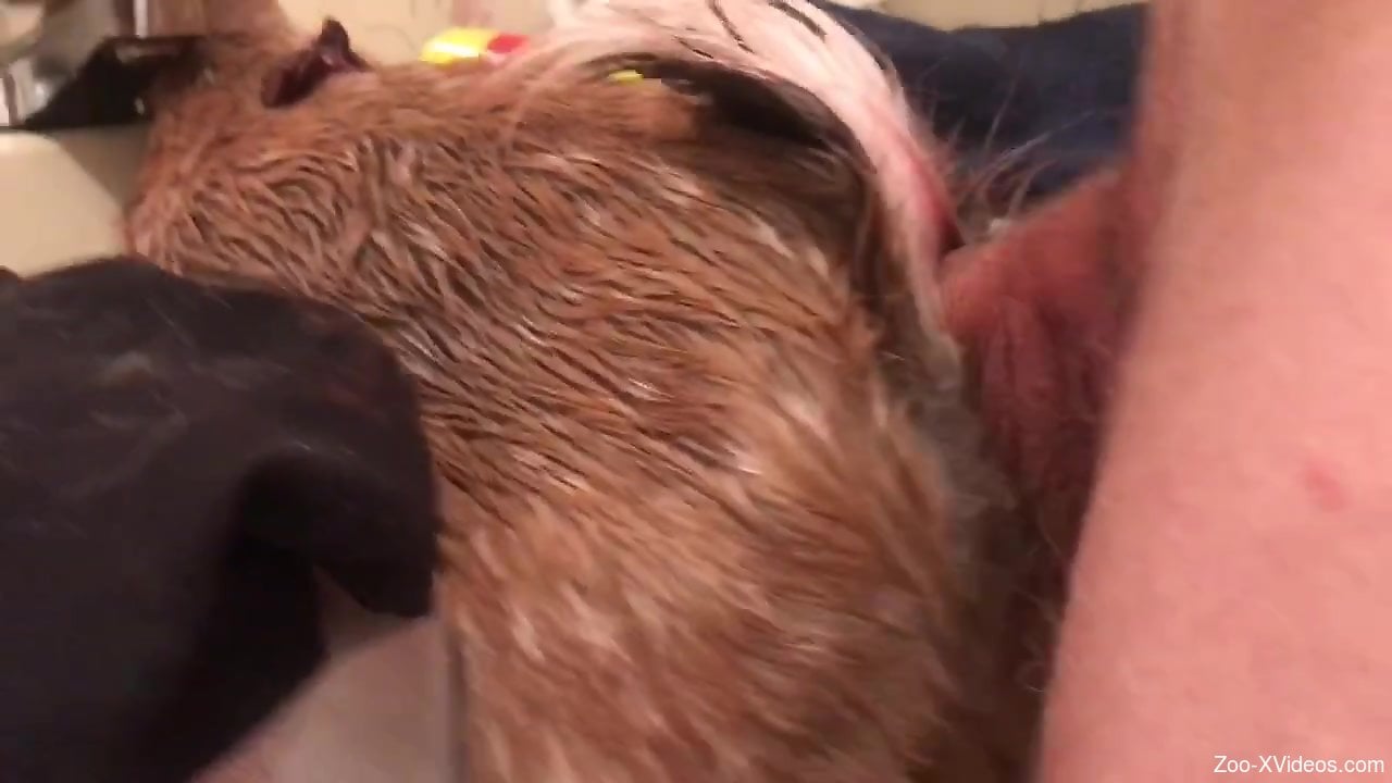 Guy with a hard cock is fucking a sexy animal