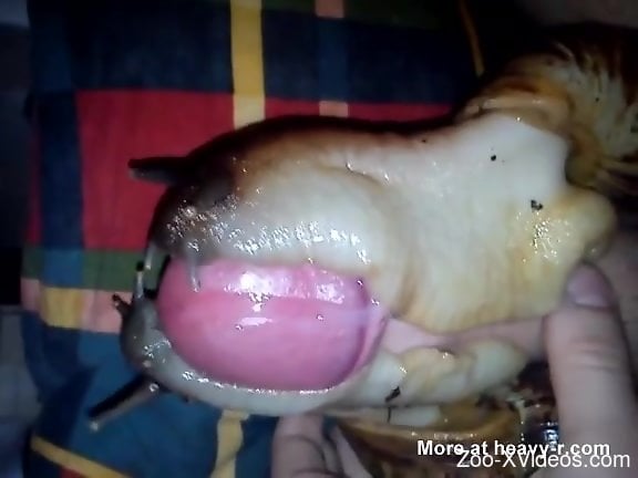 Dude lets two snails cover his entire cock in goo