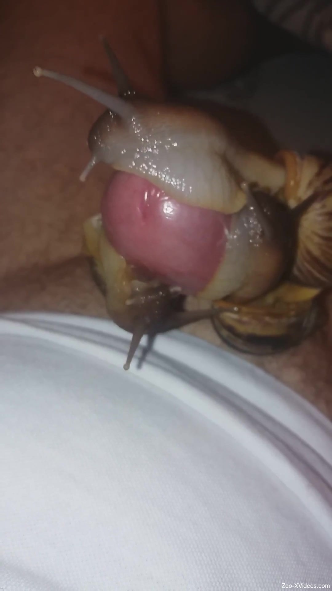 Dude cums buckets while snails slither on his cock