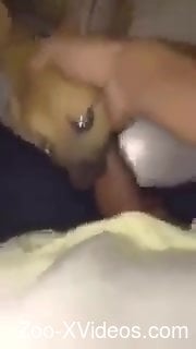 POV face fucking with a scared-looking small dog