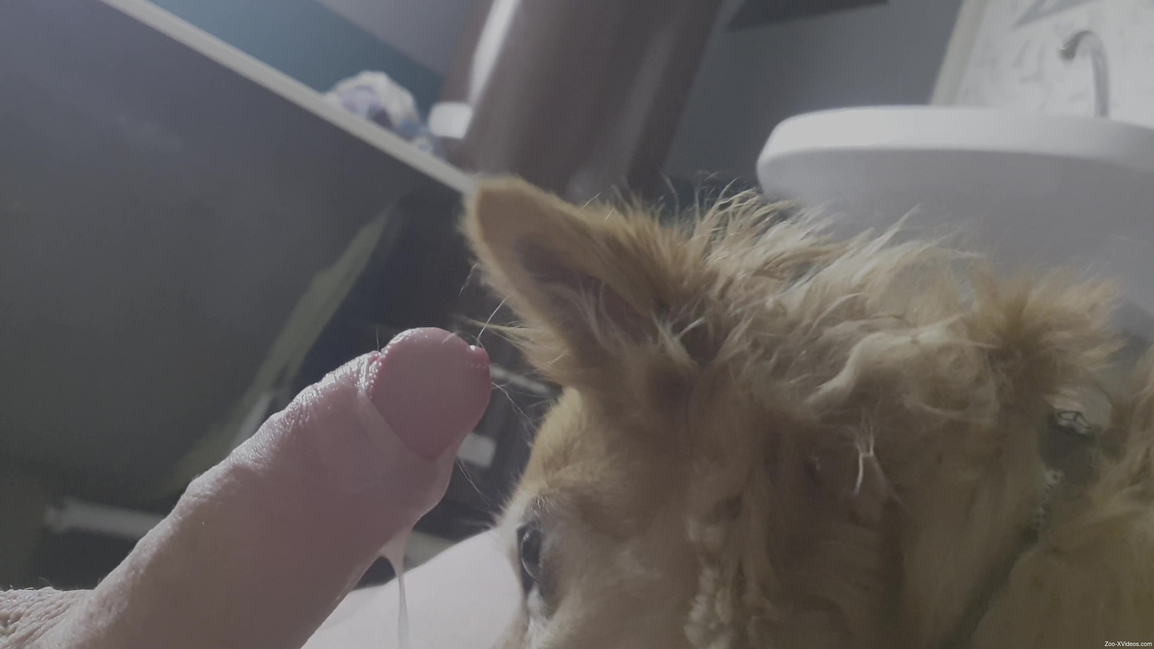 Furry mutt licks his owner's dick while the guy masturbates on cam