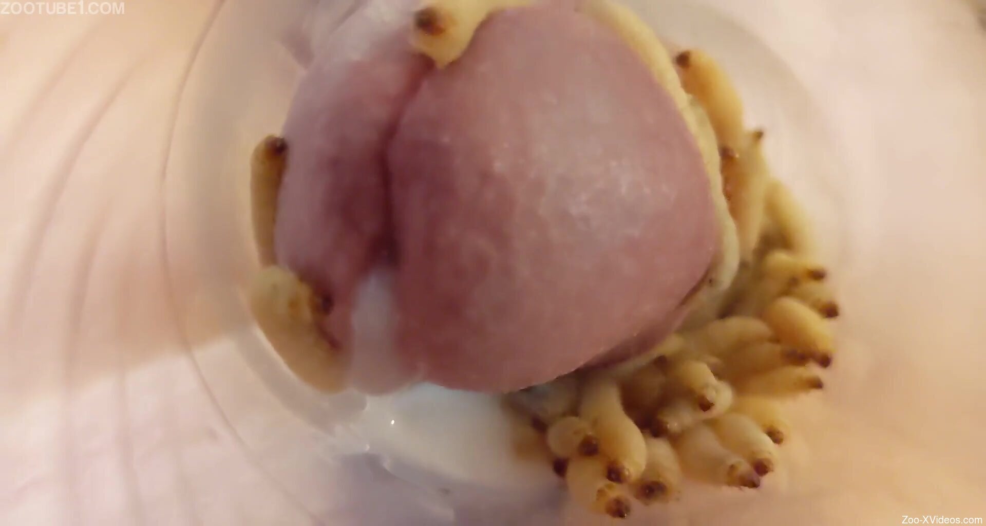 Man inserts dick in jar full of worms for greater sensations