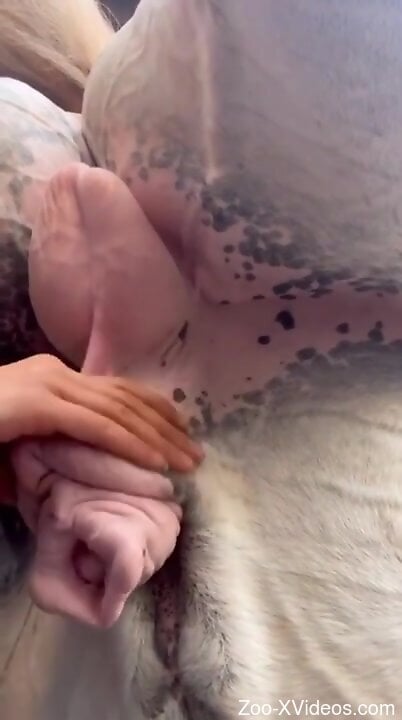 Insolent woman plays with the bull's huge balls and cock