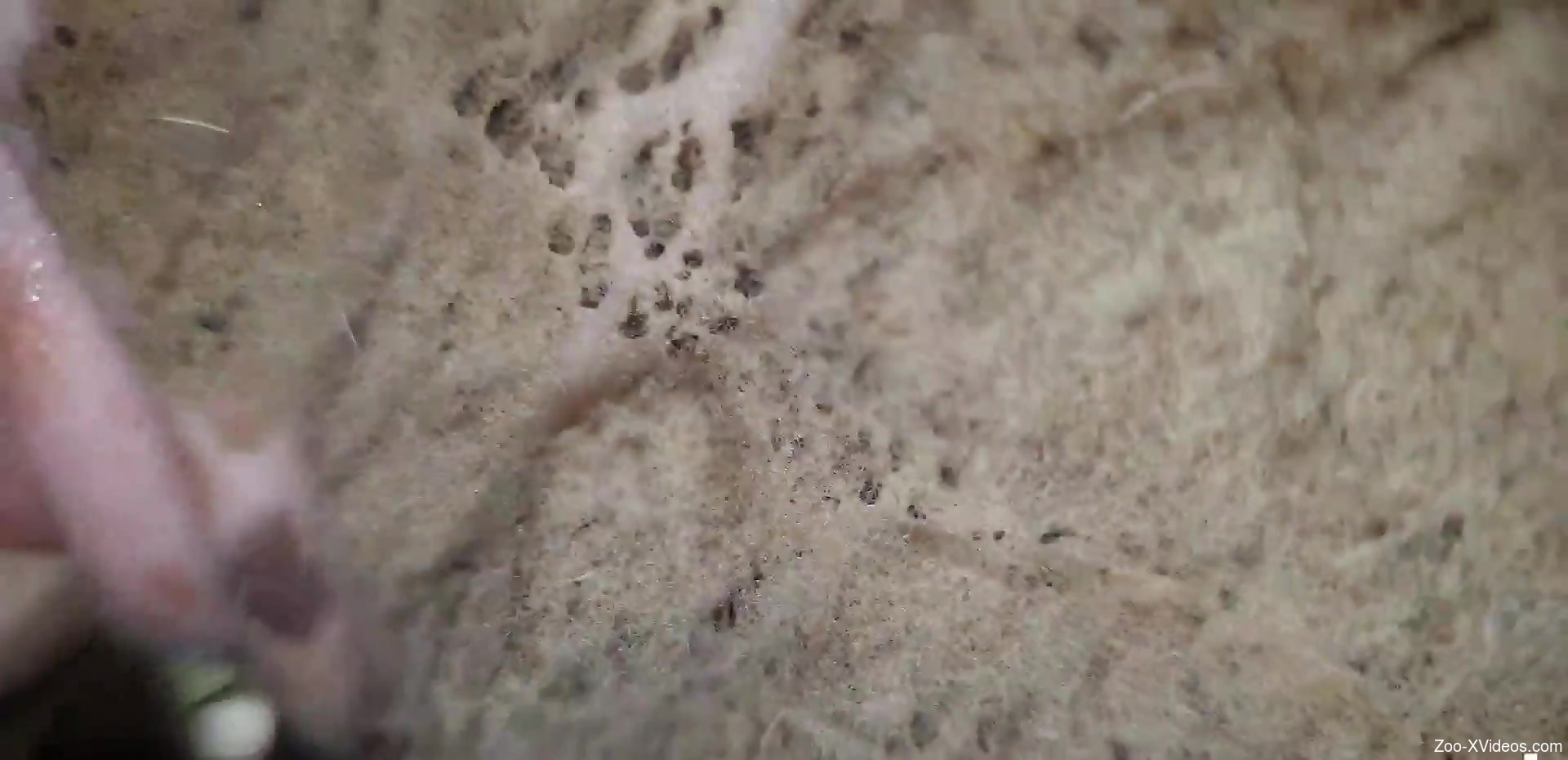 Dude fucking an animal's hot hole in a free porn vid