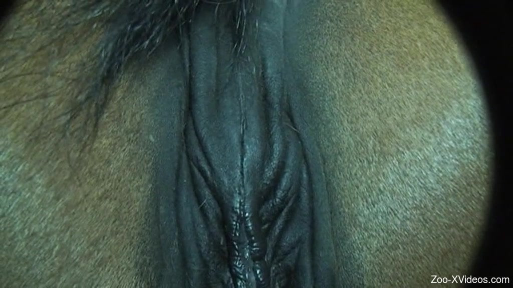 Filthy farmer with huge hard boner drills his lovely pony from behind