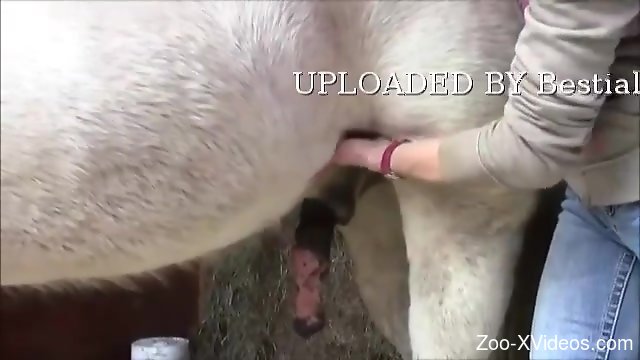 White stallion gets its dick stroked on camera