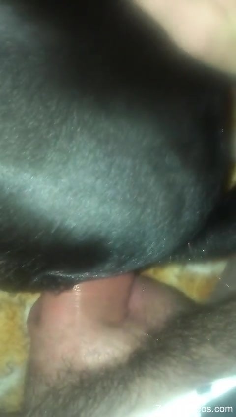 Dude pounding a sexy dog in a POV porno movie