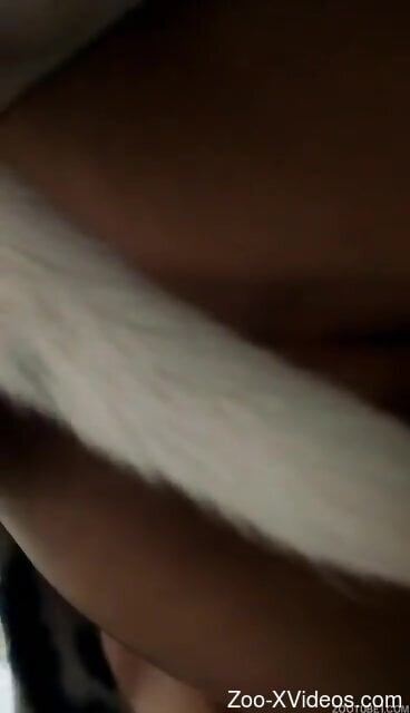 Steamy woman granted dog dick to fool around with on cam