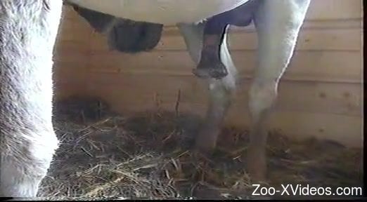 Hot farm animal has a very nice and massive boner