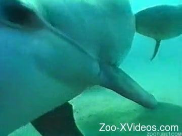 Dolphin with massive dick is trying to bang his sexy girlfriend