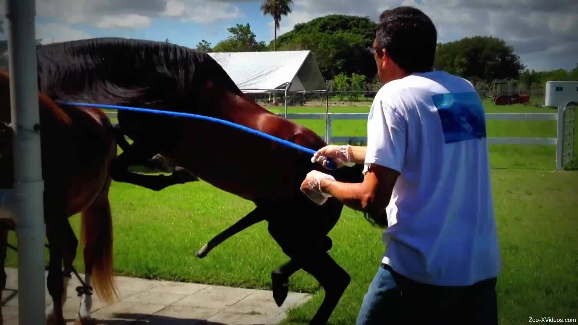 Man films two horse fucking and that really excites him