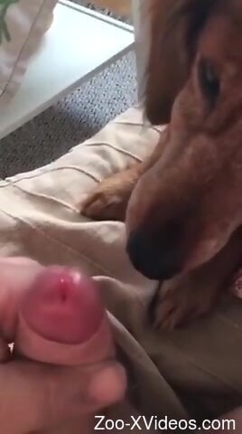 Dude is going to let the dog suck that dick hard