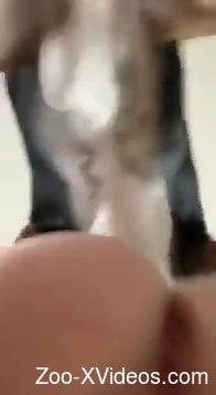 Hot porno video featuring a kinky dog and its prey