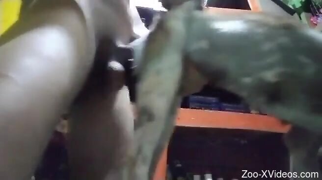 Man fucks furry dog in the pussy and enjoys crazy orgasms