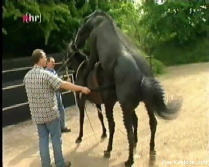 Two black horses enjoying hardcore fucking outdoors