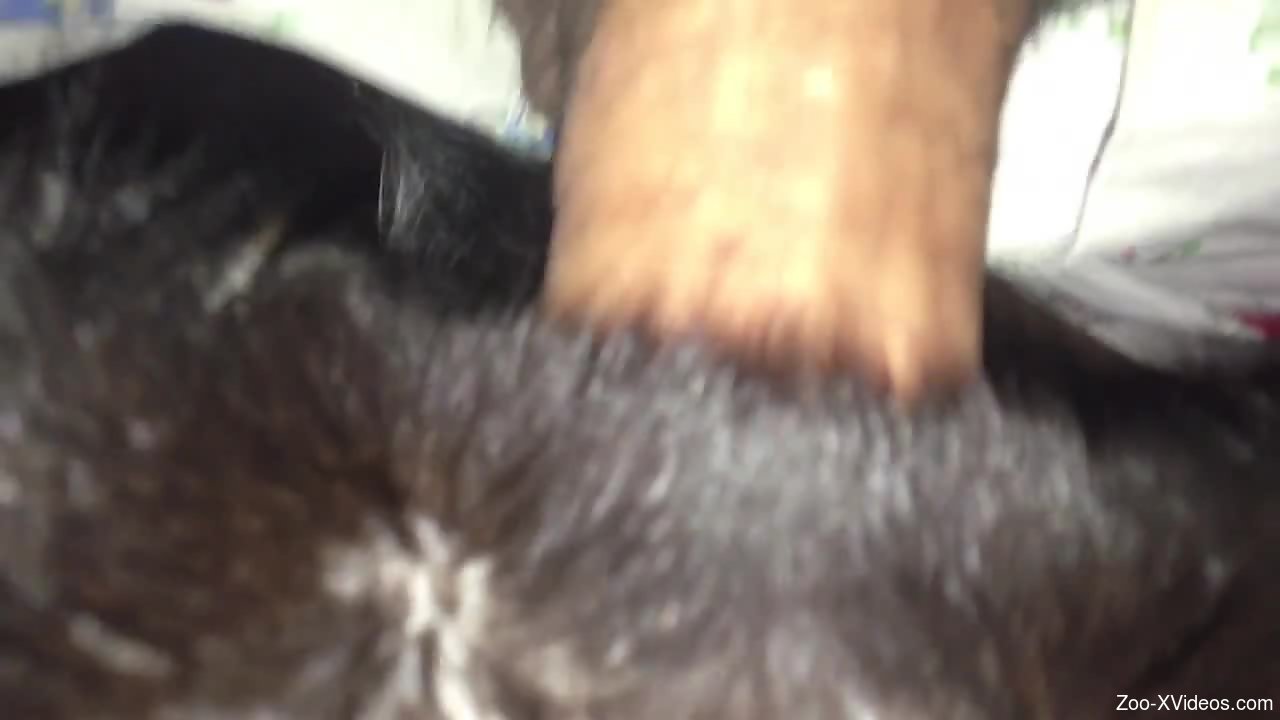 Dude fucking a submissive animal in a hot porn vid