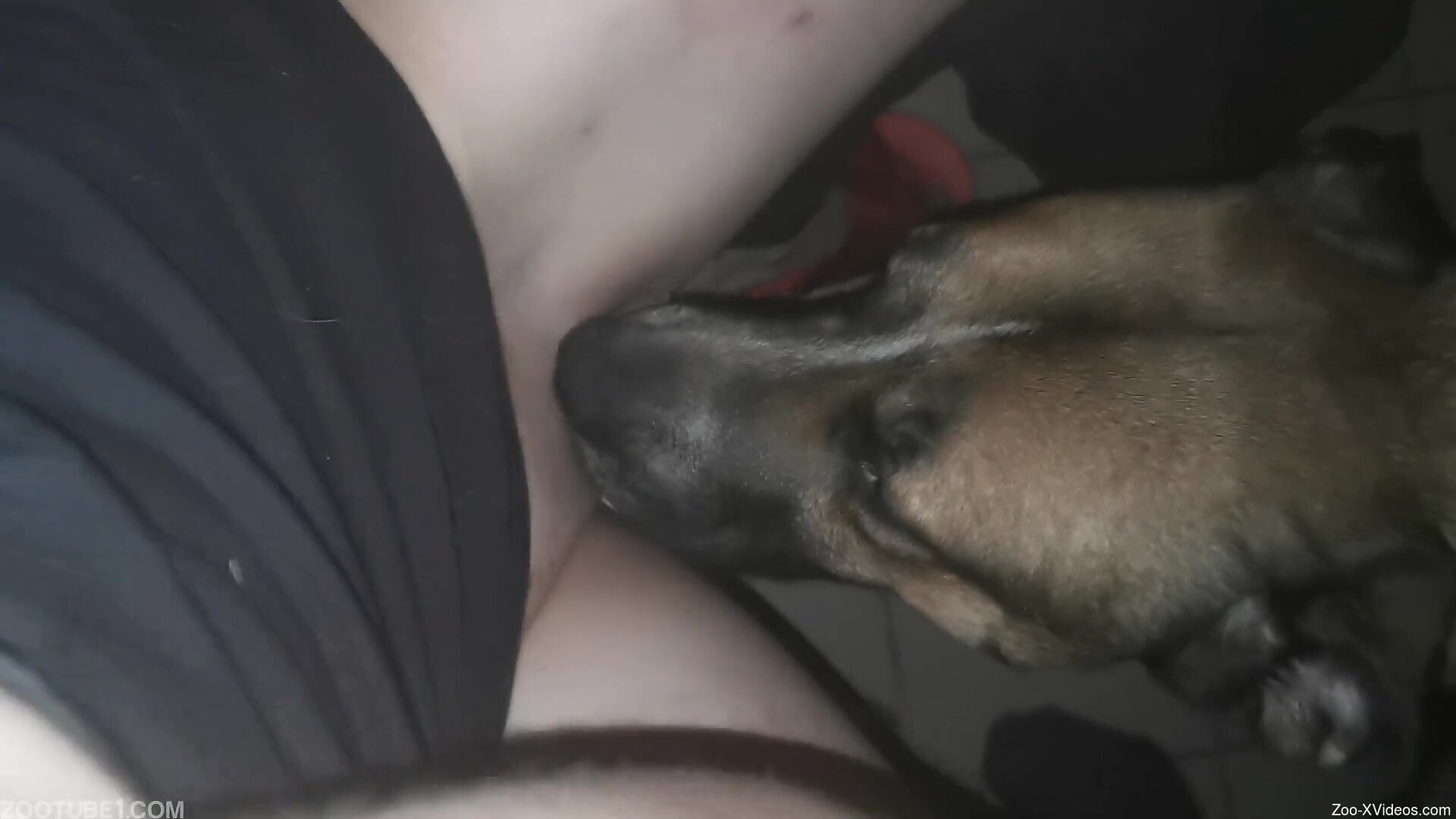 Dog licks woman's wet pussy and makes her feel amazing