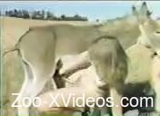 The nastiest vintage bestiality with different dogs