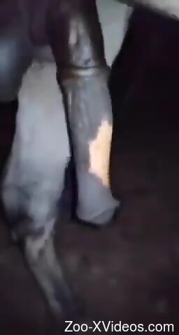 Hot animal showcasing its colossal penis darkly