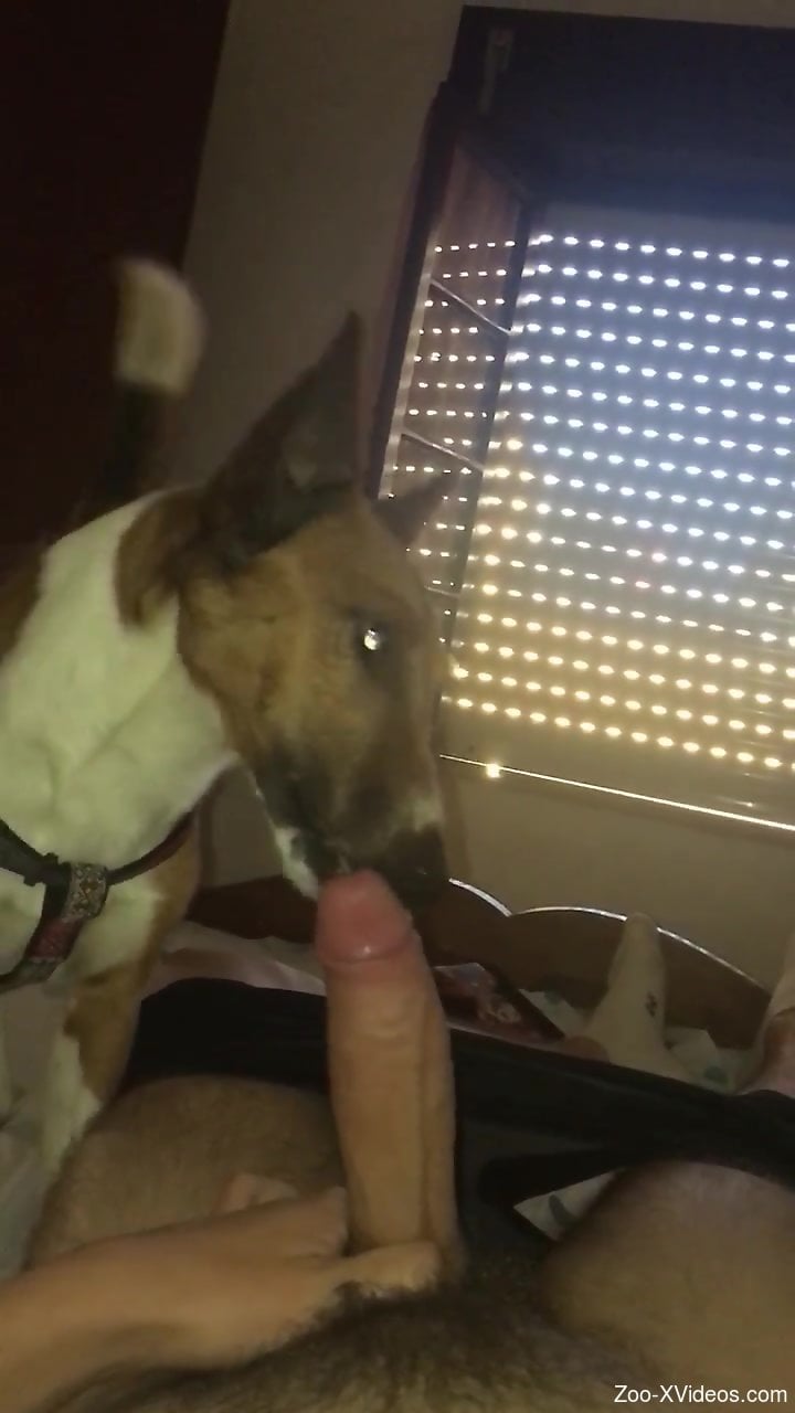 Submissive animal sucking on that meaty dick in POV