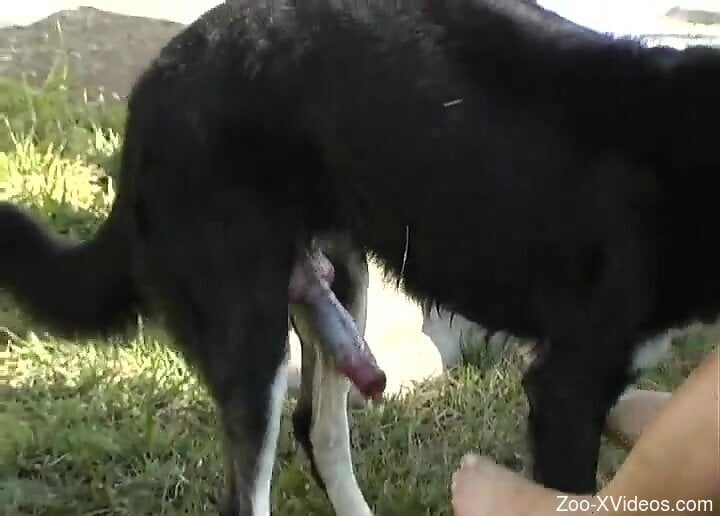 Thirsty blonde wants this dog dick fully in her wet holes