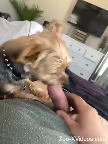 Throbbing dick getting licked in a hot porno movie