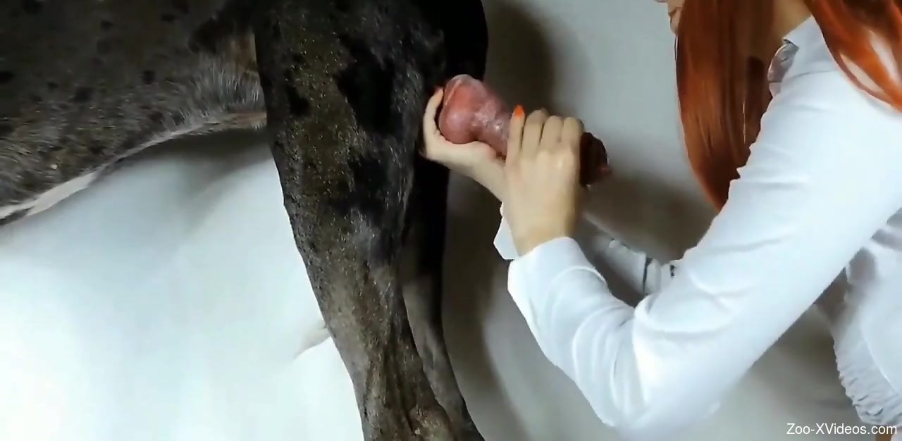 Experienced animal lover rewards the horse with a handjob