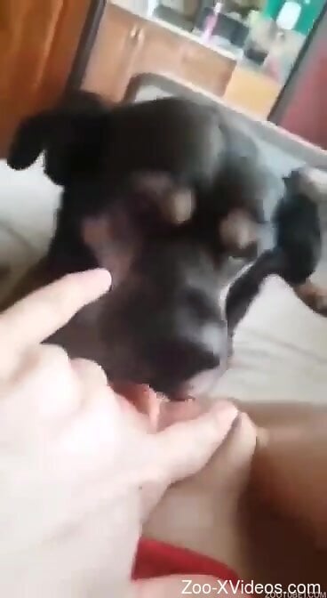 Small dog licks woman's wet pussy until the right orgasm