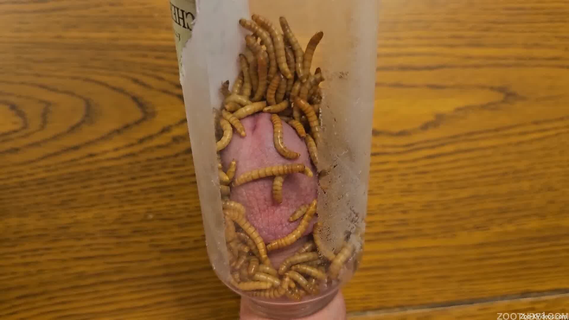 Horny man sticks dick in a jar full of worms
