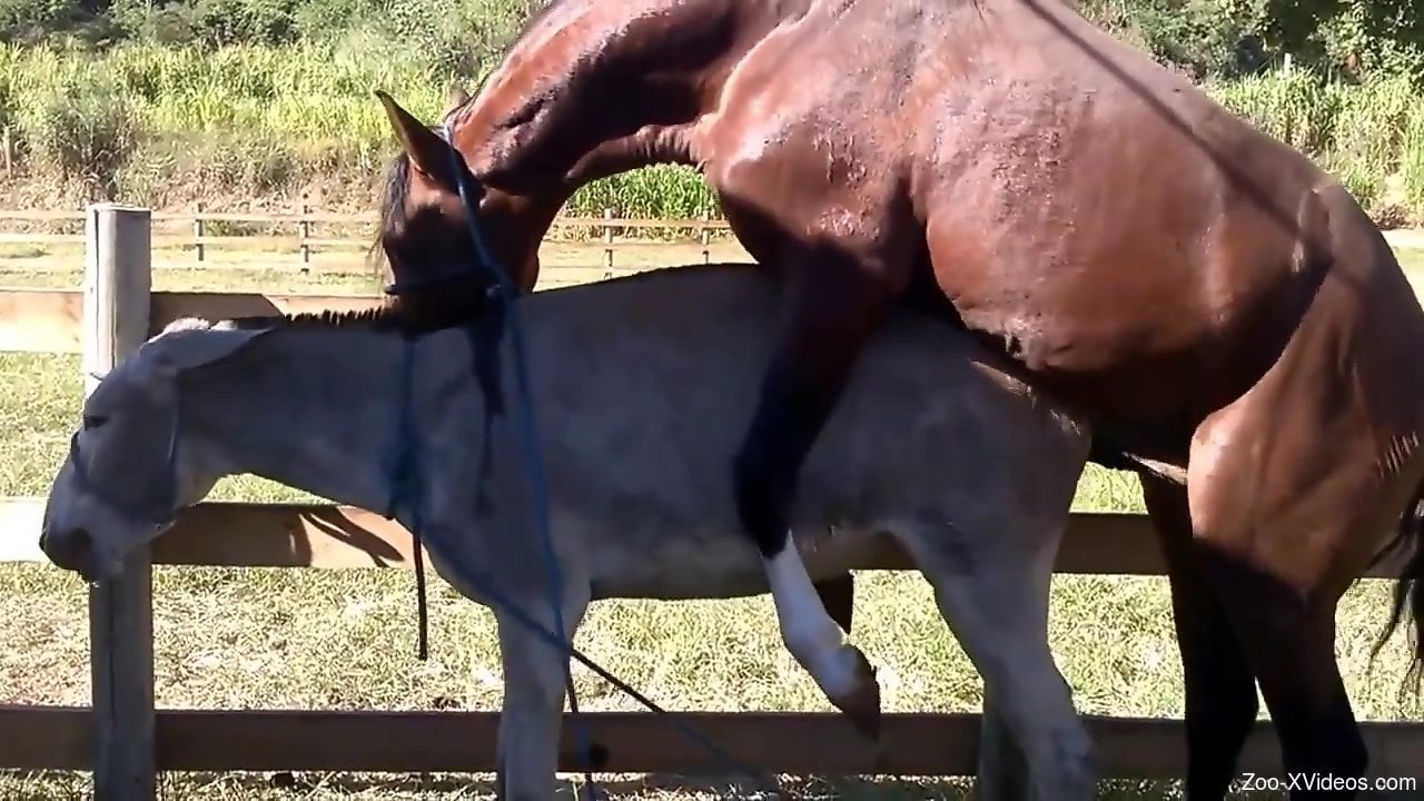 Impassioned horse on horse fuck fest recorded outdoors