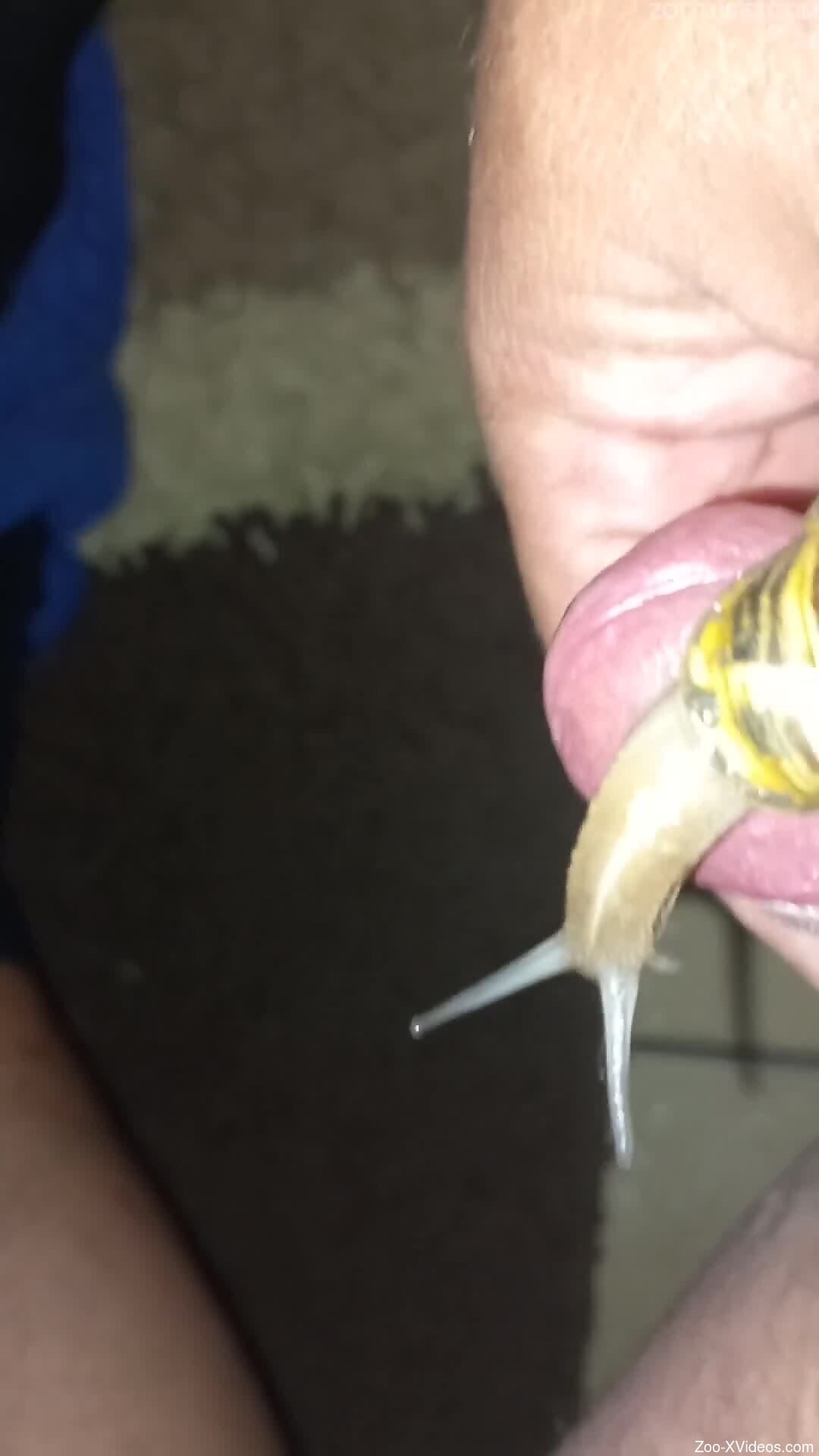 Nude man masturbates with a big snail on his erect dick