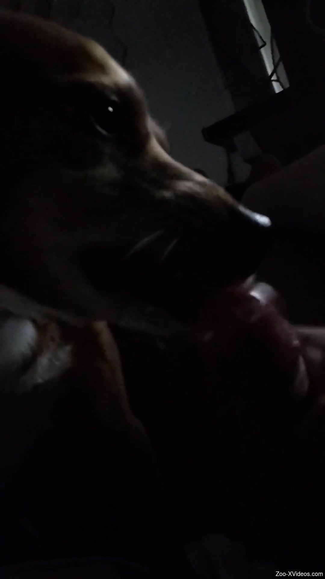 Dude gets a nice blowjob in the dark, from his dog