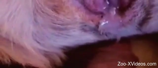 Man inserts whole cock into a juicy animal pussy for extra fun