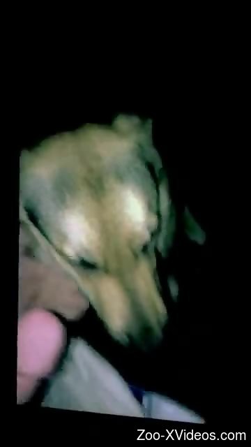 Sexy animal licking dick like a true whore to eat cum